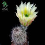 بذر کاکتوس اچینوسرئوس داسیاکانتوس (ECHINOCEREUS dasyacanthus )