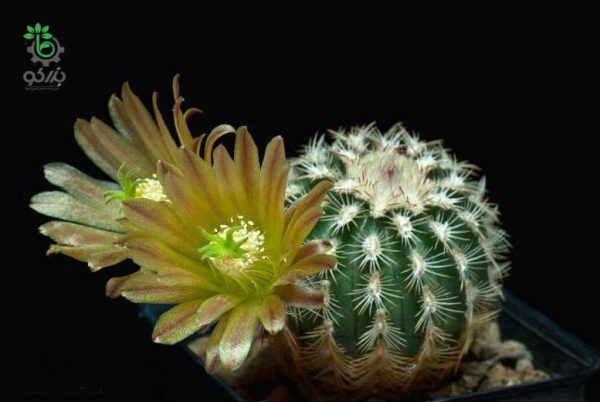 بذر کاکتوس اچینوسرئوس کارمننسیس لاکوئستا (ECHINOCEREUS carmenensis La Cuesta)