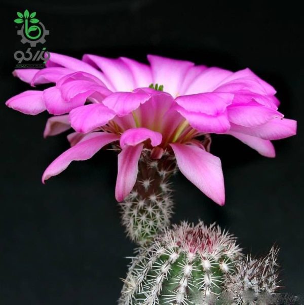 بذر کاکتوس اچینوسرئوس بریستولی (ECHINOCEREUS bristolii L607)