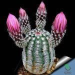 بذر کاکتوس اچینوسرئوس بریستولی (ECHINOCEREUS bristolii L607)