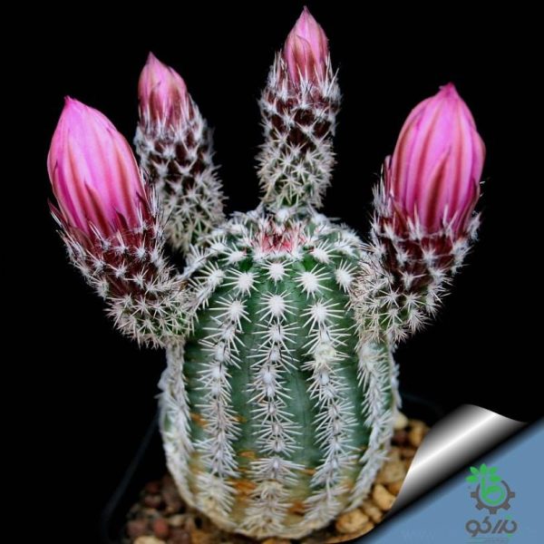 بذر کاکتوس اچینوسرئوس بریستولی (ECHINOCEREUS bristolii L607)