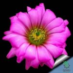 بذر کاکتوس اچینوسرئوس بریستولی (ECHINOCEREUS bristolii L607)