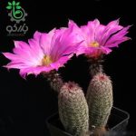 بذر کاکتوس اچینوسرئوس بریستولی (ECHINOCEREUS bristolii L607)