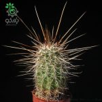 بذر کاکتوس اچینوسرئوس فندلری بویس تامپسونی (ECHINOCEREUS boyce-thompsonii)