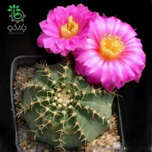 بذر کاکتوس اچینوسرئوس آموئنوس ونوستیوس (ECHINOCEREUS amoenus,venustus rot AG - v San Felipe)