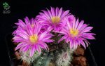 بذر کاکتوس اچینوسرئوس آموئنوس ونوستیوس (ECHINOCEREUS amoenus,venustus rot AG - v San Felipe)