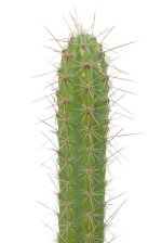 بذر کاکتوس کوریوکاکتوس اورمایرینسیس (CORRYOCACTUS urmiriensis)
