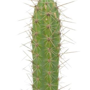 بذر کاکتوس کوریوکاکتوس اورمایرینسیس (CORRYOCACTUS urmiriensis)