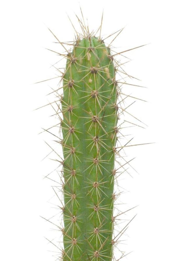 بذر کاکتوس کوریوکاکتوس اورمایرینسیس (CORRYOCACTUS urmiriensis)