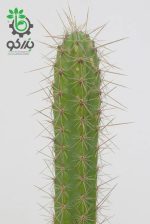 بذر کاکتوس کوریوکاکتوس اورمایرینسیس (CORRYOCACTUS urmiriensis)