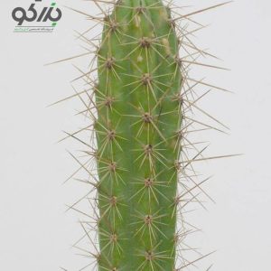 بذر کاکتوس کوریوکاکتوس اورمایرینسیس (CORRYOCACTUS urmiriensis)