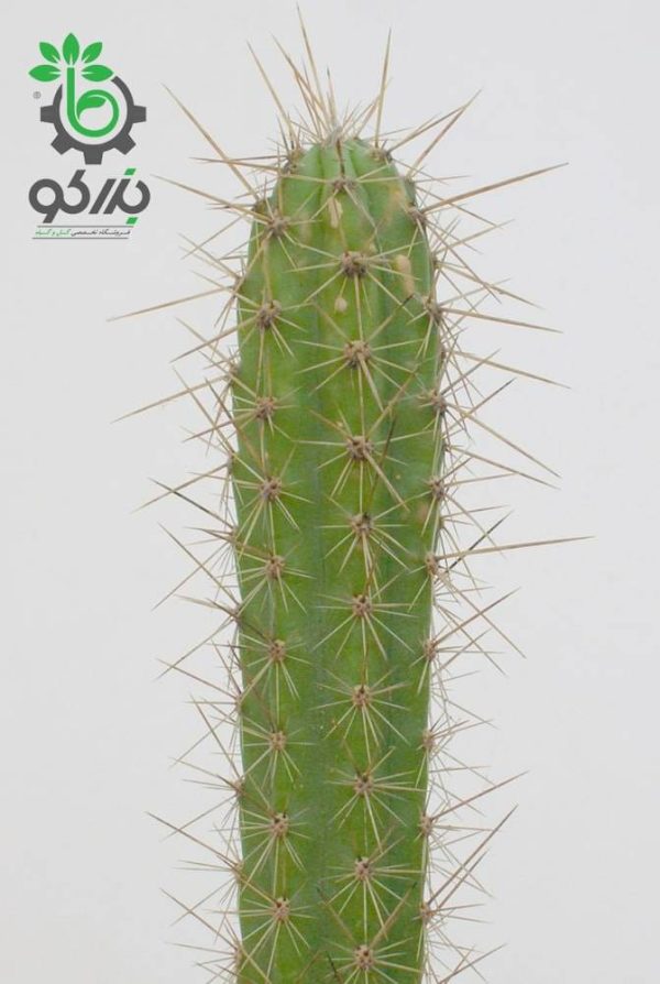 بذر کاکتوس کوریوکاکتوس اورمایرینسیس (CORRYOCACTUS urmiriensis)