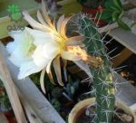 بذر کاکتوس کوریوکاکتوس اورمایرینسیس (CORRYOCACTUS urmiriensis)
