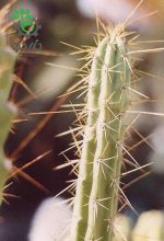 بذر کاکتوس کوریوکاکتوس اورمایرینسیس (CORRYOCACTUS urmiriensis)