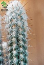 بذر کاکتوس کوریوکاکتوس اورمایرینسیس (CORRYOCACTUS urmiriensis)