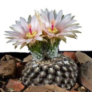 بذر کاکتوس تلوسفالا مونتیمارژنسیس (Thelocephala monteamargensis)