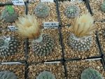 بذر کاکتوس تلوسفالا مونتیمارژنسیس (Thelocephala monteamargensis)