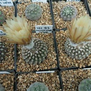 بذر کاکتوس تلوسفالا مونتیمارژنسیس (Thelocephala monteamargensis)
