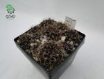 بذر کاکتوس تلوسفالا مونتیمارژنسیس (Thelocephala monteamargensis)