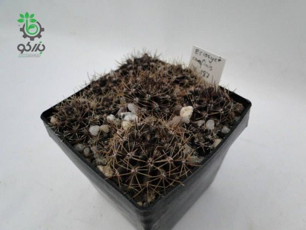 بذر کاکتوس تلوسفالا مونتیمارژنسیس (Thelocephala monteamargensis)