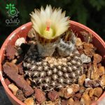 بذر کاکتوس تلوسفالا مونتیمارژنسیس (Thelocephala monteamargensis)