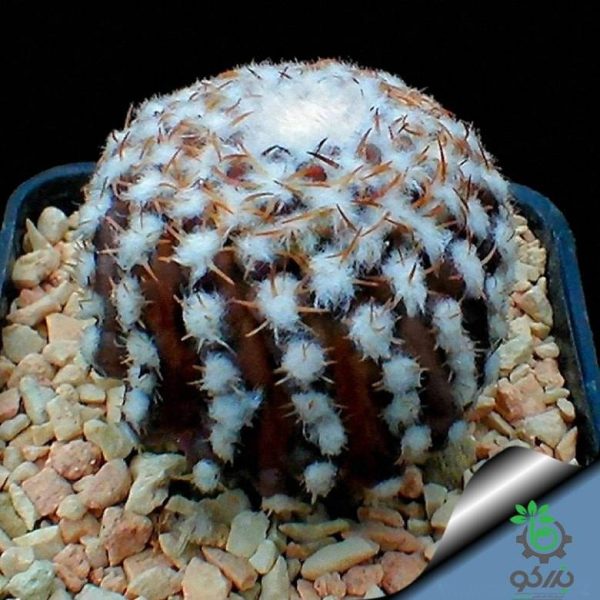 بذر کاکتوس تلوسفالا مونتیمارژنسیس (Thelocephala monteamargensis)