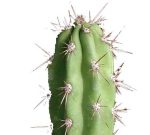 بذر کاکتوس کوریوکاکتوس برویستایلوس (CORRYOCACTUS brevistylus)