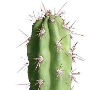 بذر کاکتوس کوریوکاکتوس برویستایلوس (CORRYOCACTUS brevistylus)
