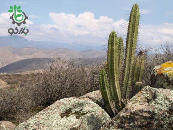 بذر کاکتوس کوریوکاکتوس برویستایلوس (CORRYOCACTUS brevistylus)