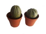 کاکتوس زیبا و خاص افوربیا اوبسا سایز گلدان 6 (euphorbia obesa)