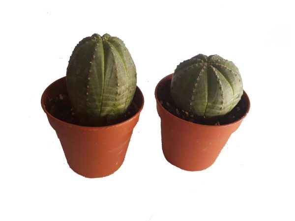 کاکتوس زیبا و خاص افوربیا اوبسا سایز گلدان 6 (euphorbia obesa)