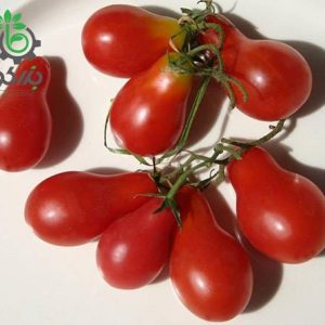 بذر گوجه فرنگی چری گلابی قرمز  (Tomato Plum Cherry Red Pear)