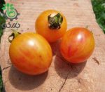 بذر گوجه فرنگی زنبور عسل زرد (Sunrise Bumble Bee Tomato)