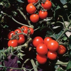 بذر گوجه فرنگی گیلاسی واشنگتن ارگانیک (Washington Cherry Tomato Seeds)