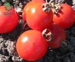 بذر گوجه فرنگی گیلاسی واشنگتن ارگانیک (Washington Cherry Tomato Seeds)