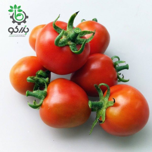 بذر گوجه فرنگی گیلاسی واشنگتن ارگانیک (Washington Cherry Tomato Seeds)