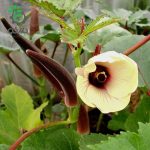 بذر بامیه قرمز کبود (Red Burgundy Okra Seeds)
