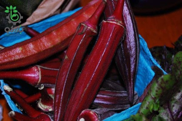 بذر بامیه قرمز کبود (Red Burgundy Okra Seeds)