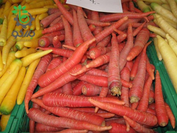 بذر هویج قرمز (Red Carrots Seeds)