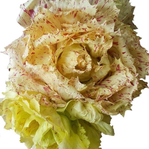 بذر رادیشو بل فیور ایتالیایی یا کاهو گل زیبا | Radicchio Bel Fiore