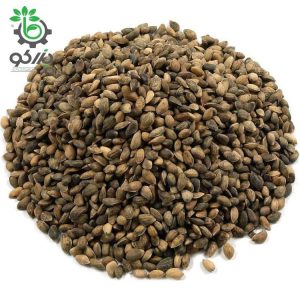 بذر (بونسای) درخت کاج  الداریکا یا کاج تهران | PINUS ELDARICA