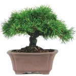 بذر (بونسای) درخت کاج موگو یا کاج توپی | Pinus mugo