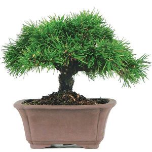 بذر (بونسای) درخت کاج موگو یا کاج توپی | Pinus mugo