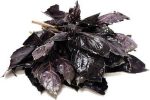 بذر ریحان اوپال تیره  | Dark opal basil