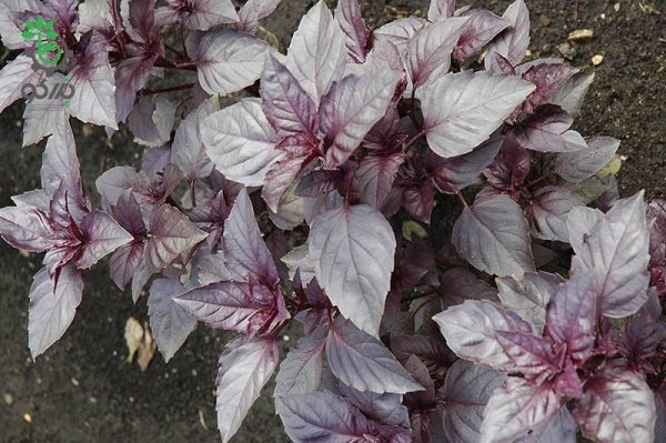 بذر ریحان اوپال تیره  | Dark opal basil