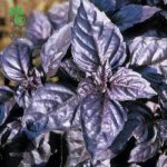 بذر ریحان اوپال تیره  | Dark opal basil