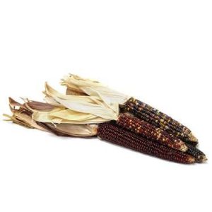 بذر ذرت رنگین کمان یا رنگی | Corn rainbow seed