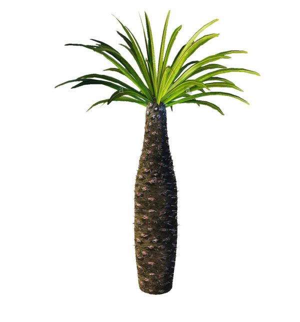 بذر نخل ماداگاسکار گیایی یا پاچیپودیوم گیایی  Pachypodium geayi