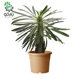 بذر نخل ماداگاسکار گیایی یا پاچیپودیوم گیایی  Pachypodium geayi