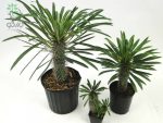 بذر نخل ماداگاسکار گیایی یا پاچیپودیوم گیایی  Pachypodium geayi